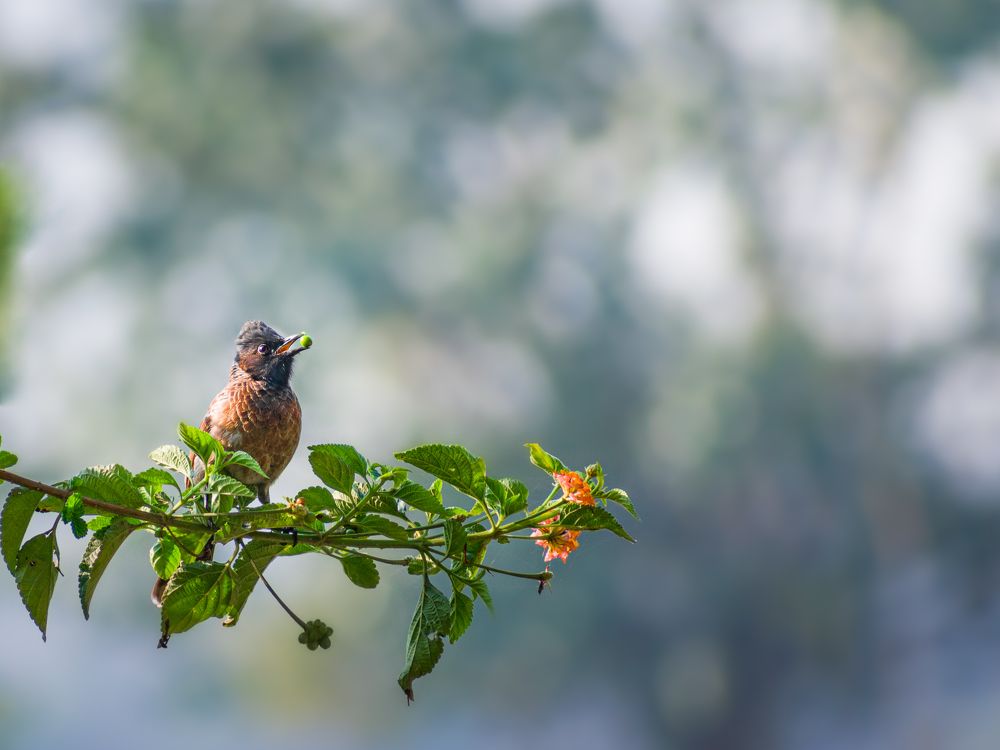 Photograph by Nitin sarkar