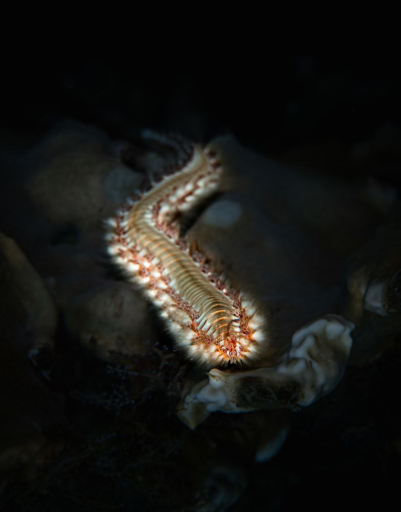 Photograph by Juan M Guzmán