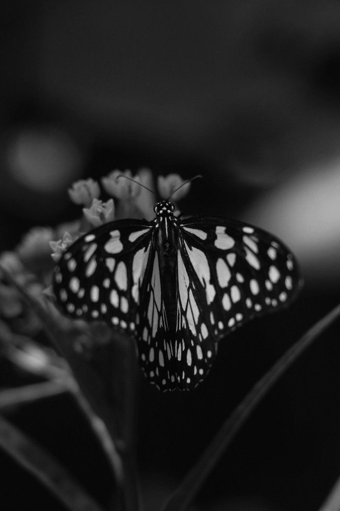 Photograph by Рондак Ульяна