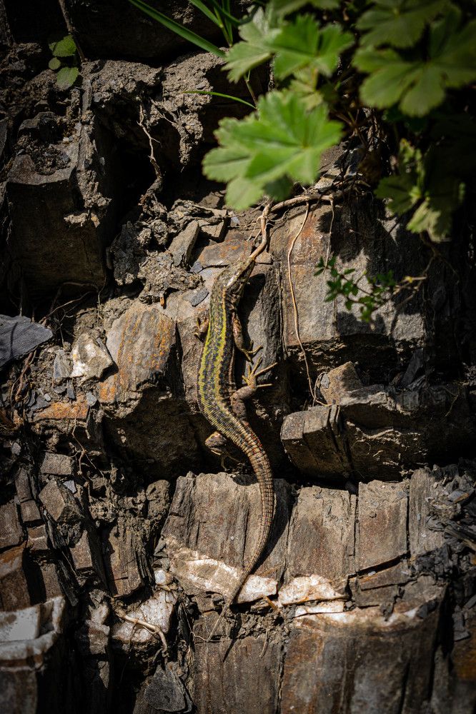 Фотография автора Оксана Белозерская