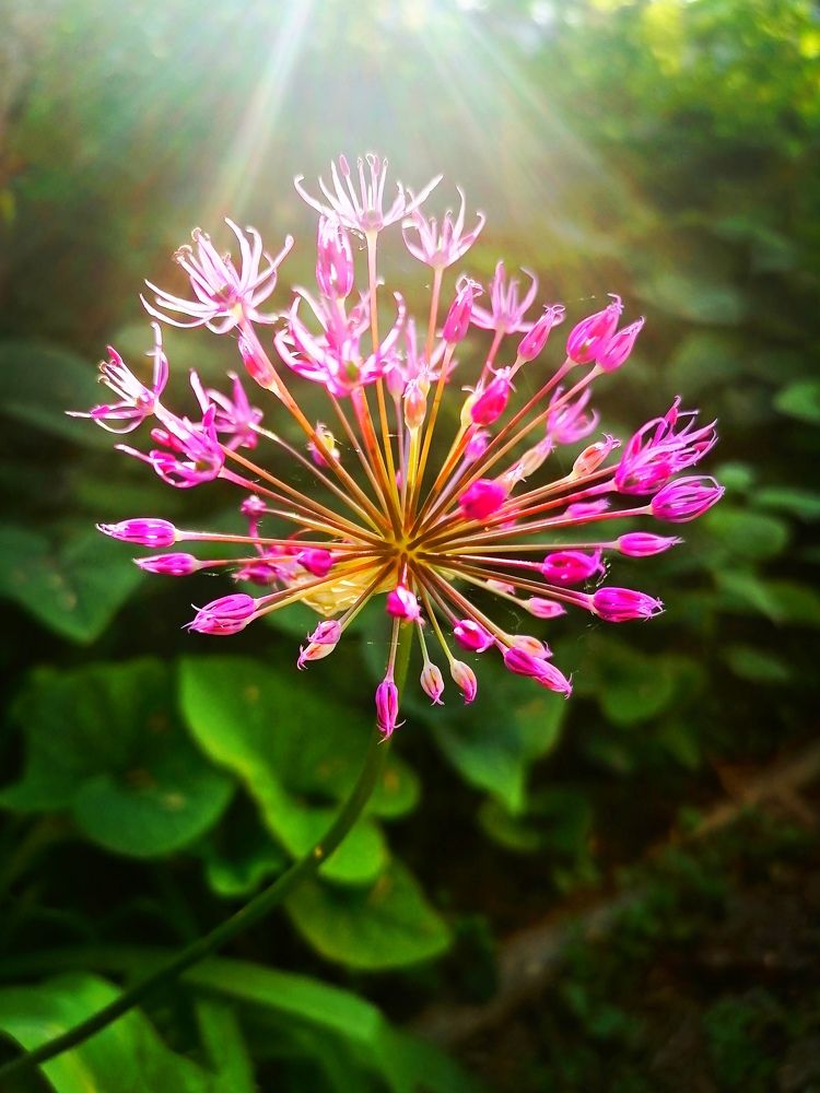 Дикая Королева