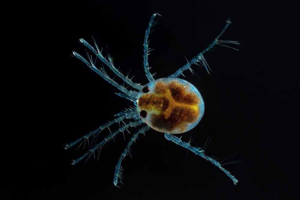 Hydrachnidia