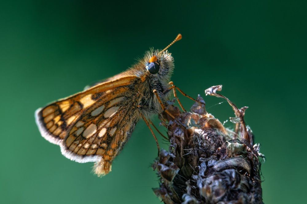 Photograph by Галина Суровицкая