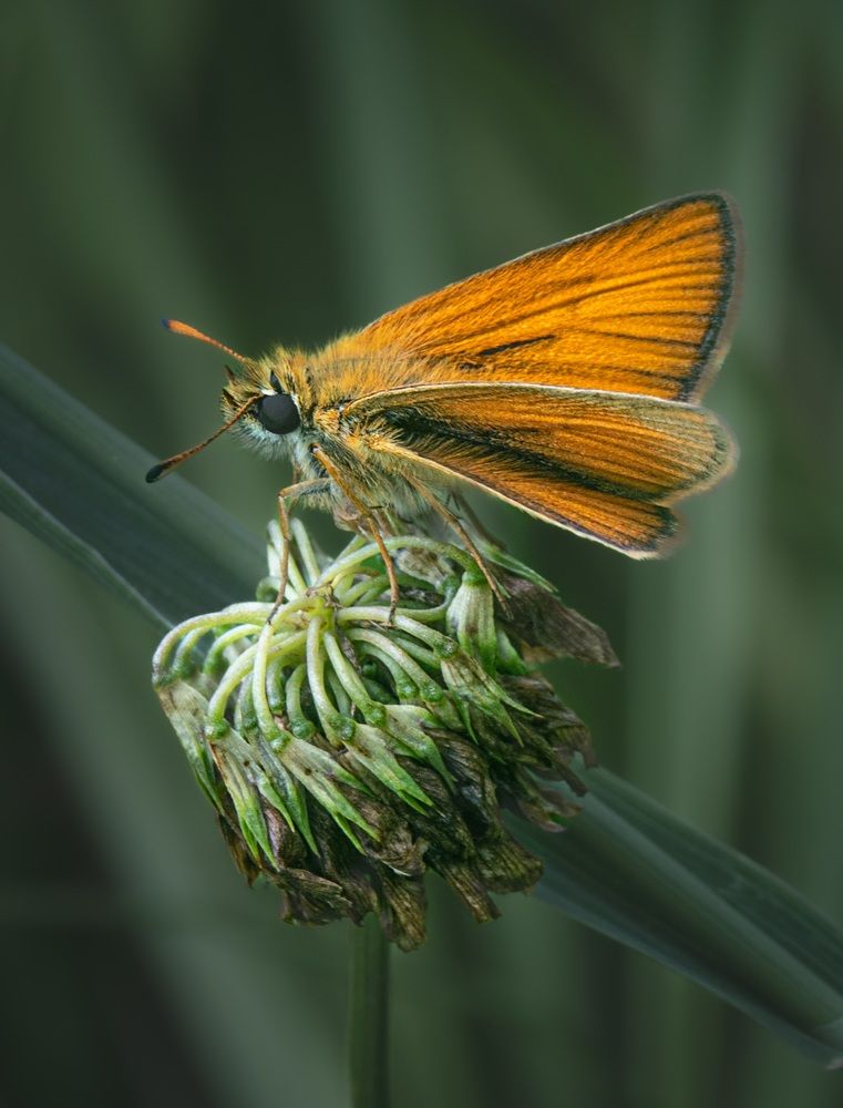 Photograph by Галина Суровицкая