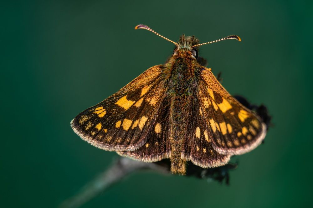 Photograph by Галина Суровицкая