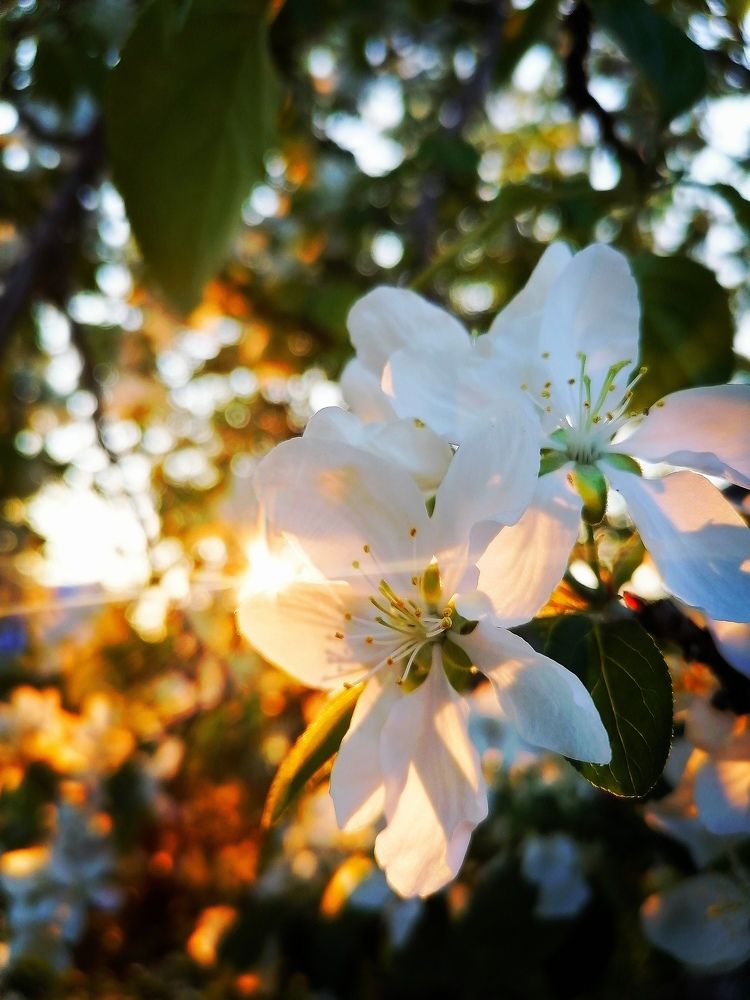 Яблони в цвету