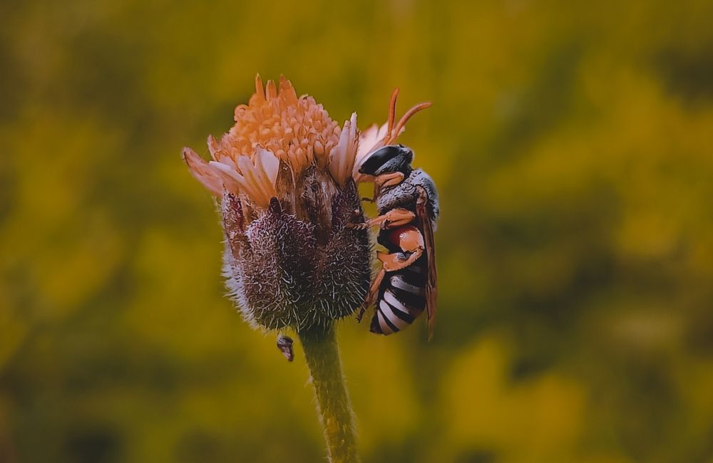Photograph by Harish Kumar Marappan