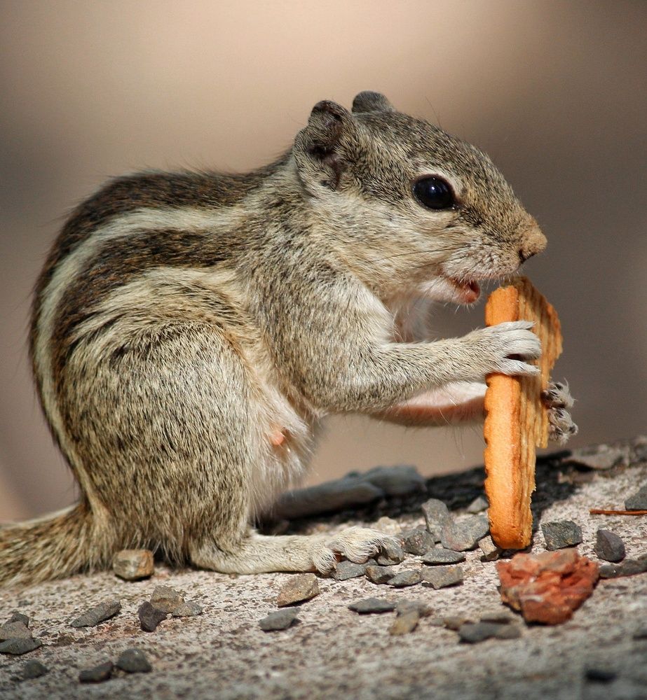 Squirrel lovely creature