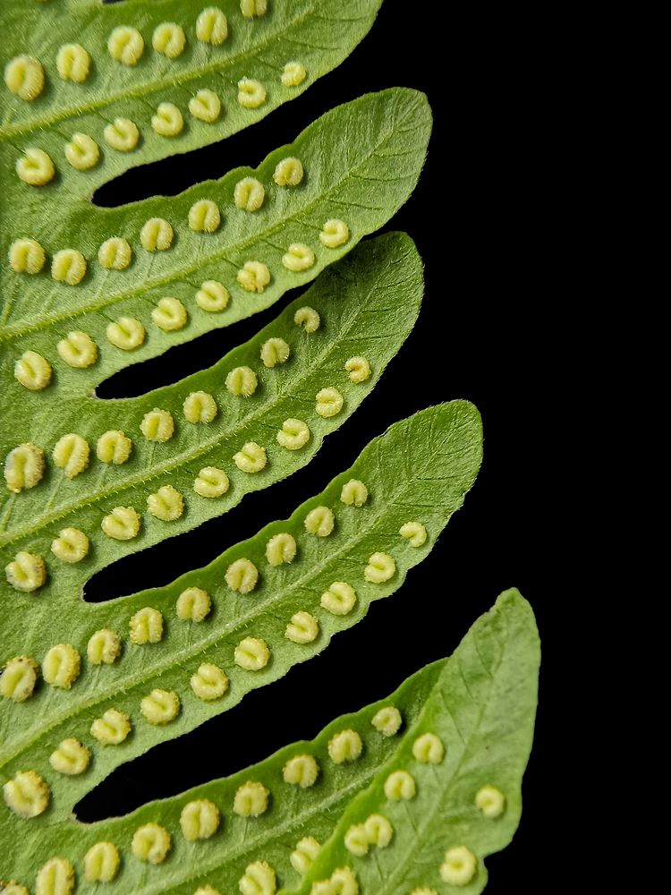 Photograph by Akirul Fahad