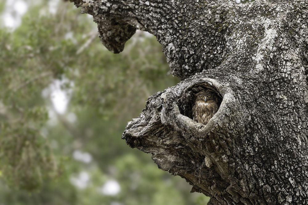 Photograph by Senadheera Danushka