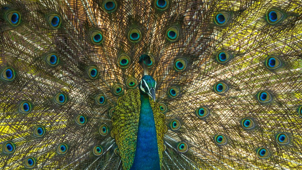 Фотография автора Raoul Rutnam