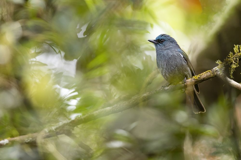 Photograph by Senadheera Danushka