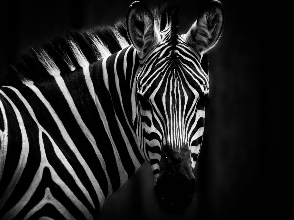 Photograph by Debomita Banerjee