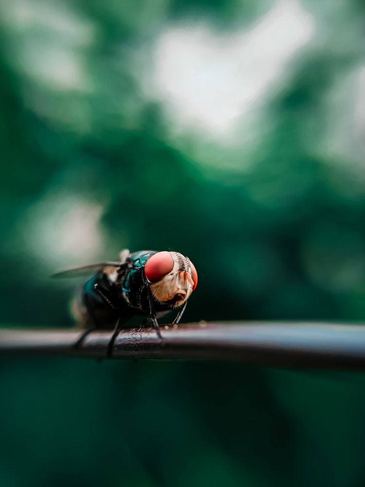 Tiny Worlds Unveiled: The Macro Marvels of Housefly Photography"