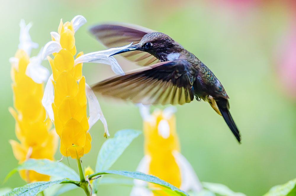 Photograph by LAURA SANCHEZ