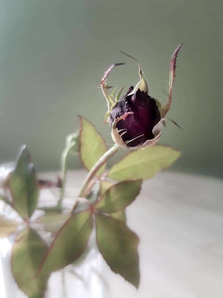 Photograph by Ольга