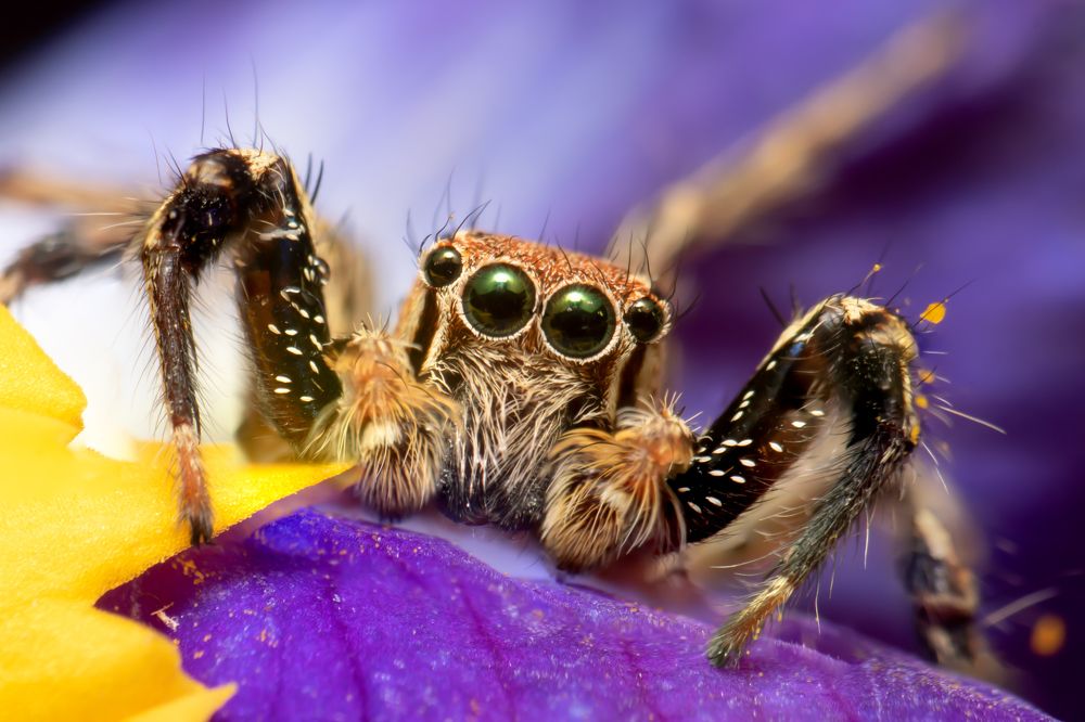 Photograph by Tharindu Gunarathna