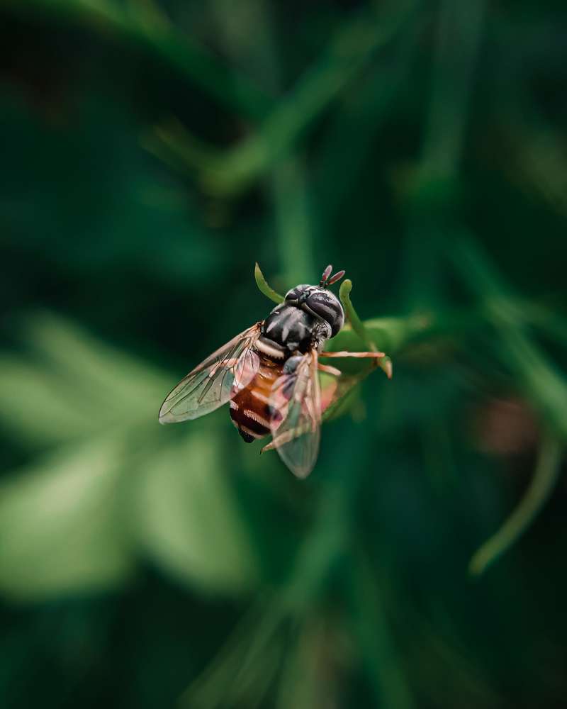 Enchanting hoverfly .