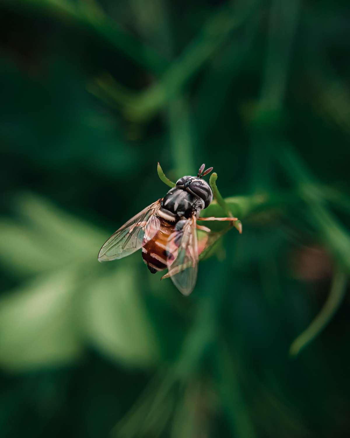 Enchanting hoverfly .