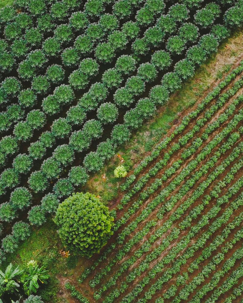 Photograph by Fabricio Segura