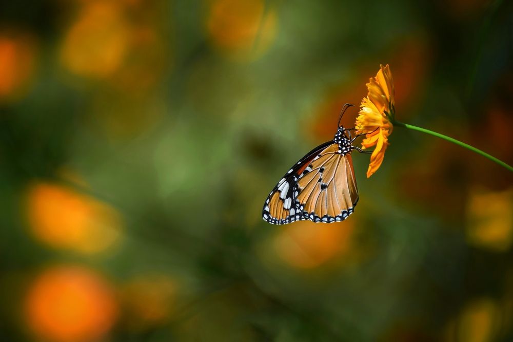 Plain Tiger butterfly.