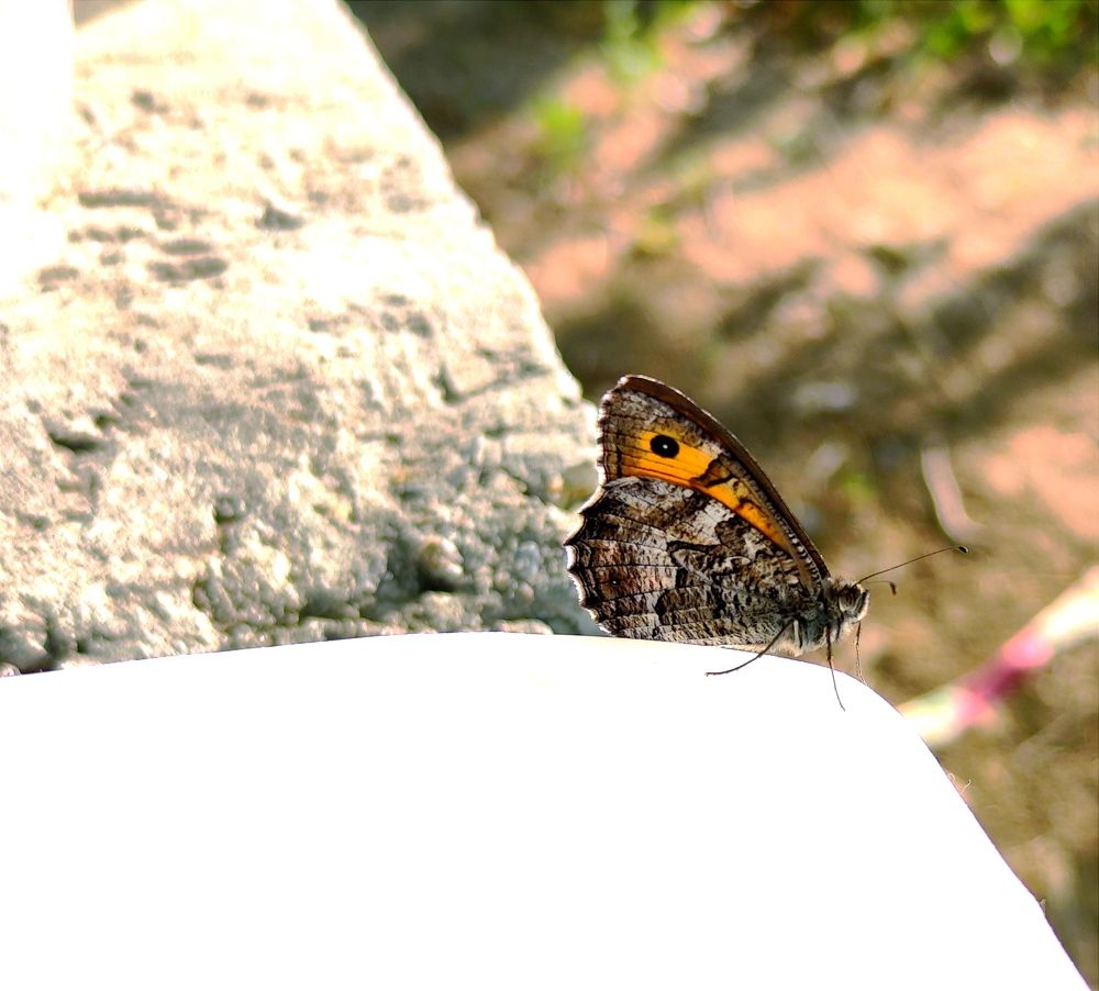 Photograph by Ирина Шибитова