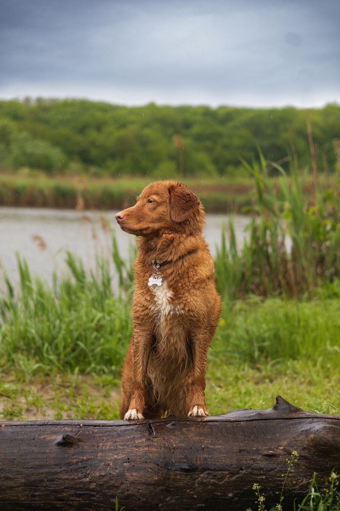 Фотография автора Нино Елисеева