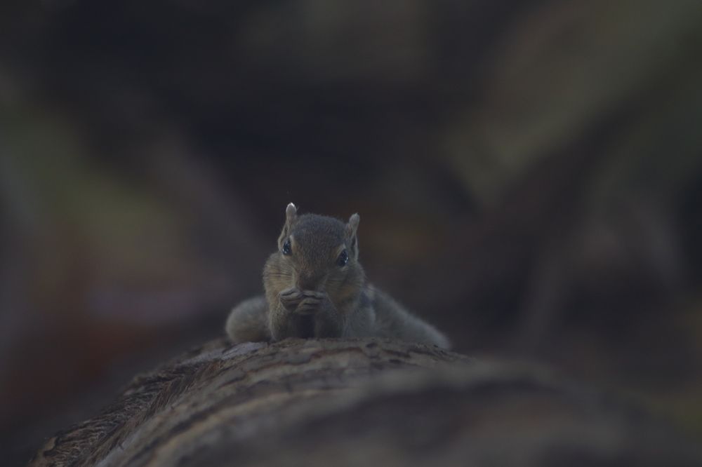 Photograph by Selvakumar Rinoshan