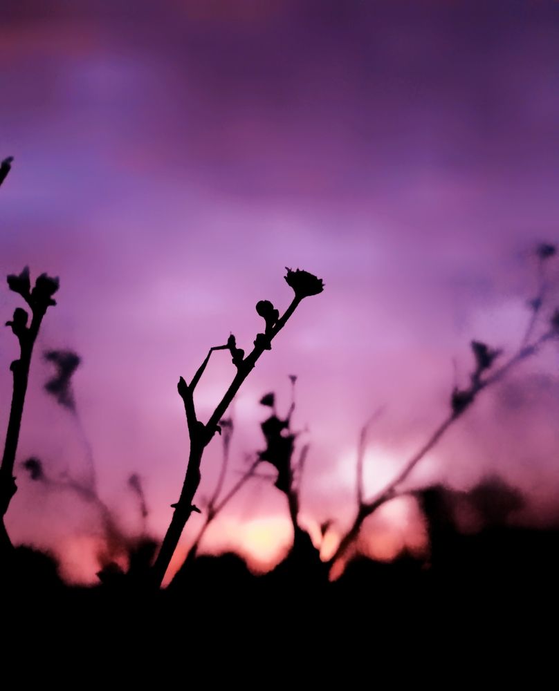 Sunset love