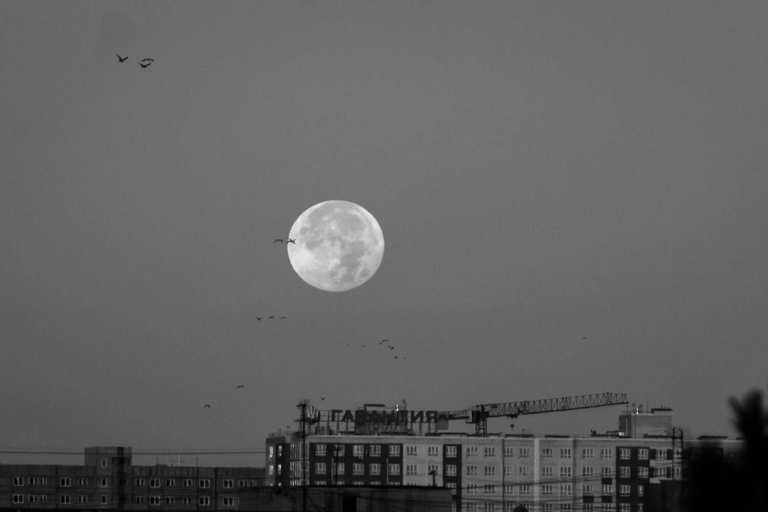 Photo #9192595