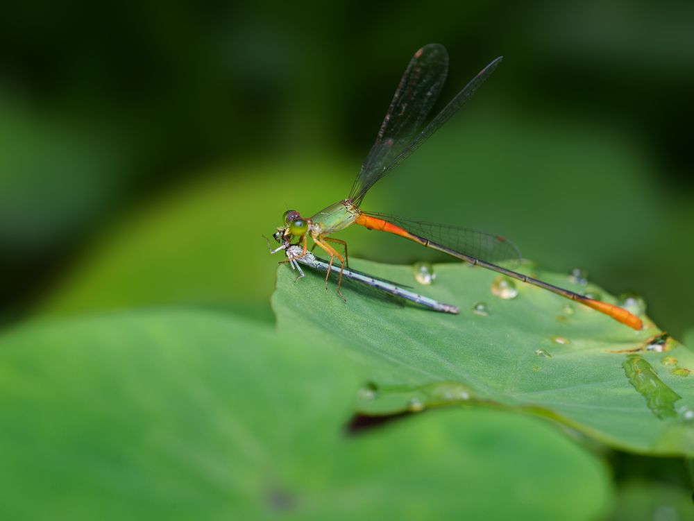 Photograph by Anand R J