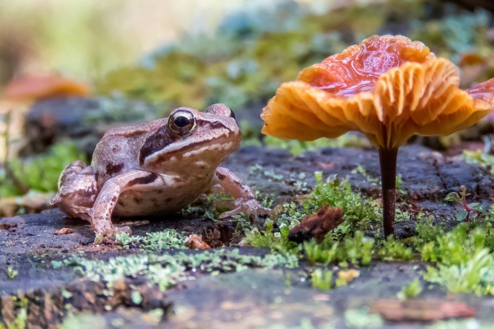 Photograph by Ромил Федоров