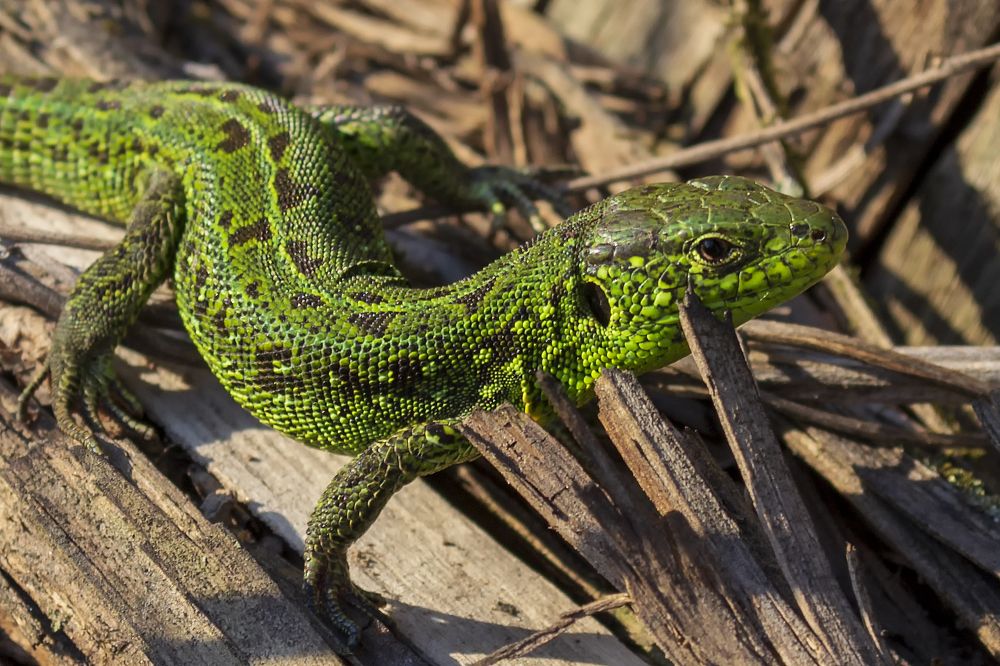 Photograph by Сергей Феофанов