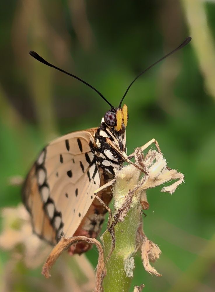 Photograph by Anirban kundu