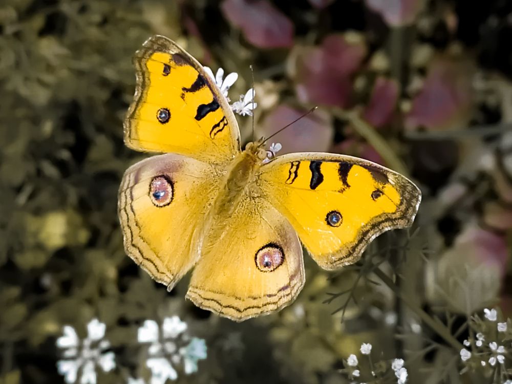 Photograph by Anirban kundu