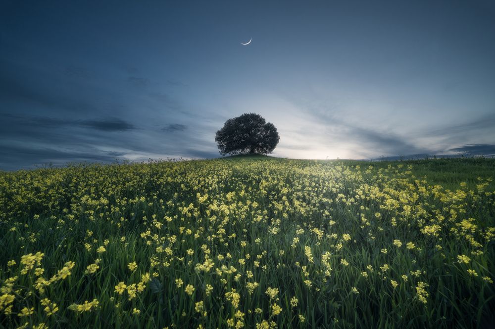 The lonley centenarian