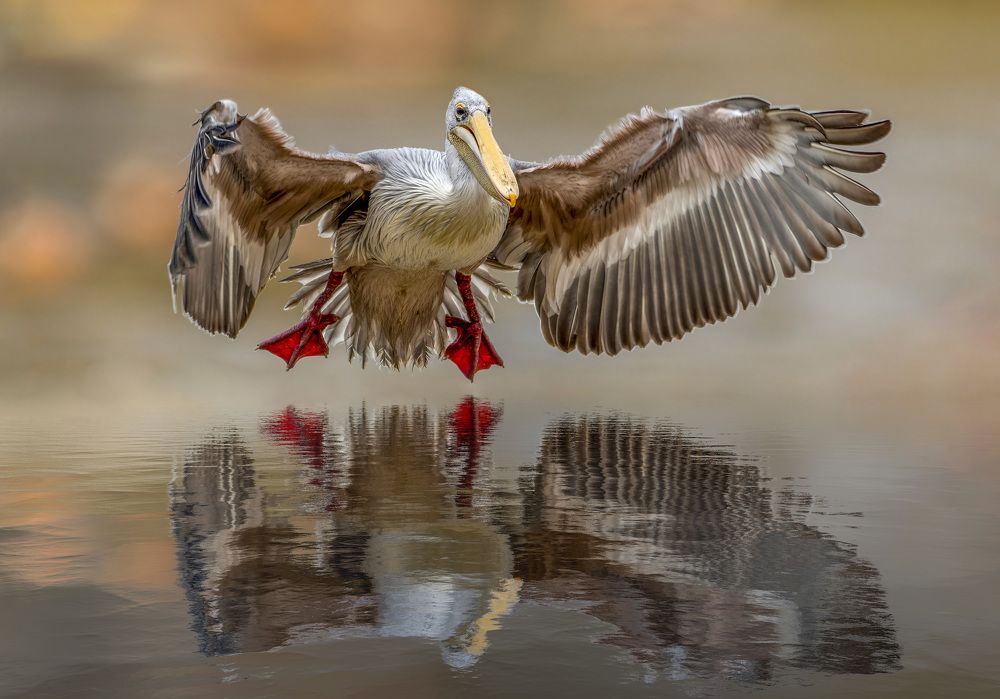 Photograph by Marketa Zvelebil