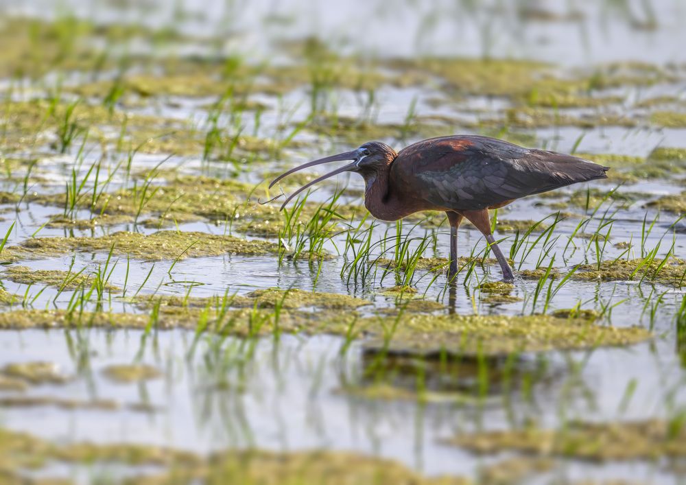 Photograph by Marketa Zvelebil