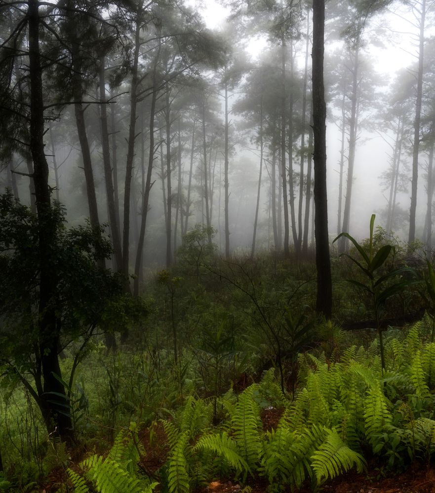 Photograph by Dibyajyoti Nath