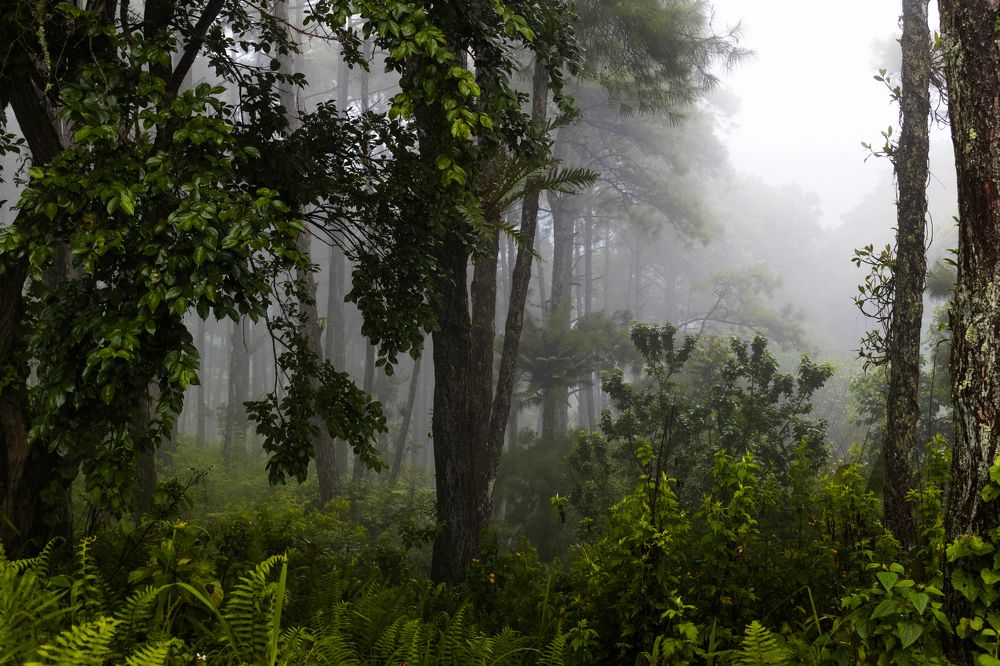 Photograph by Dibyajyoti Nath