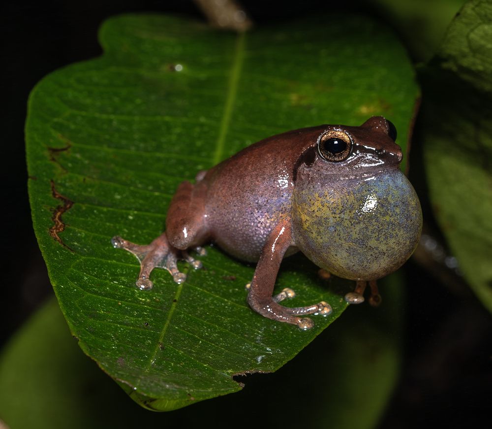 Фотография автора Hirak Mitra