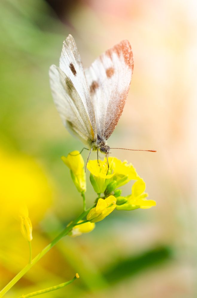 Photograph by Dibyajyoti Nath