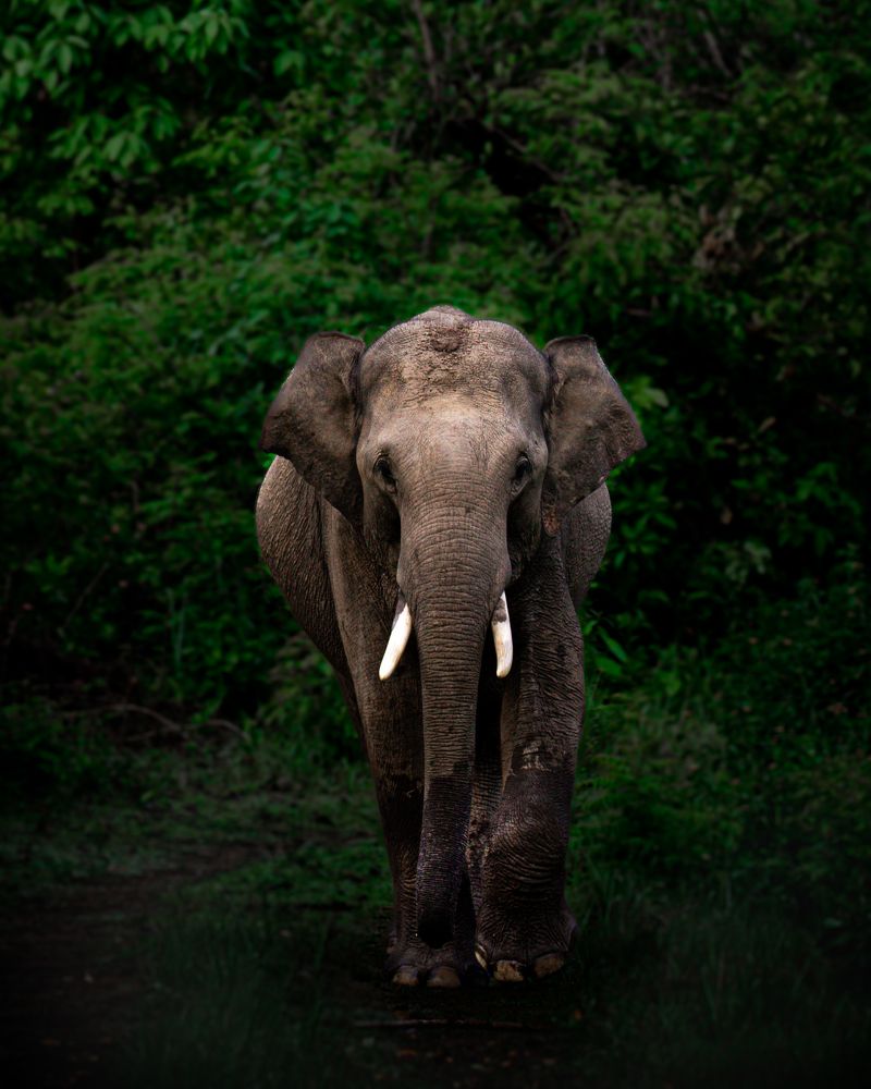 Photograph by USAIDUDDIN QUAZI