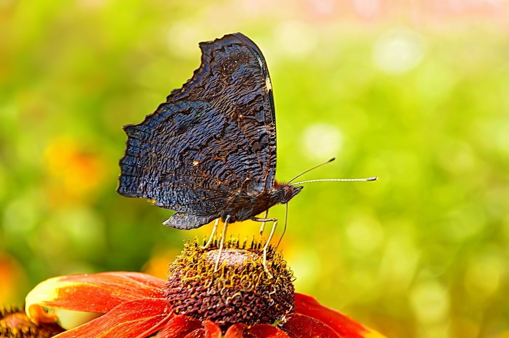 Бабочка на цветочном шаре