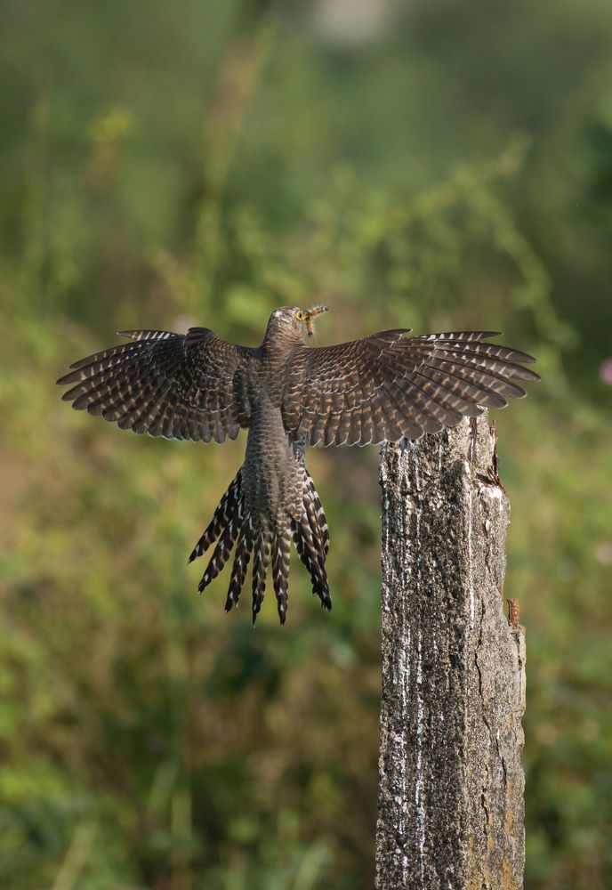 The common cuckoo (Cuculus canorus)