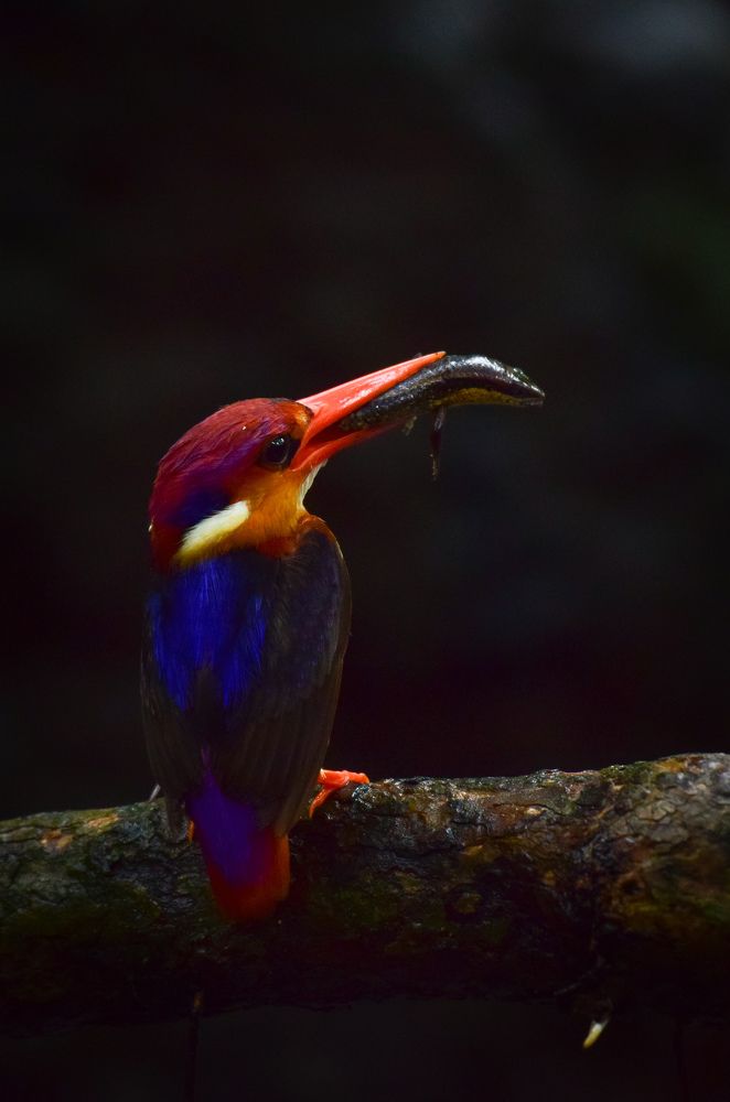 The oriental dwarf kingfisher