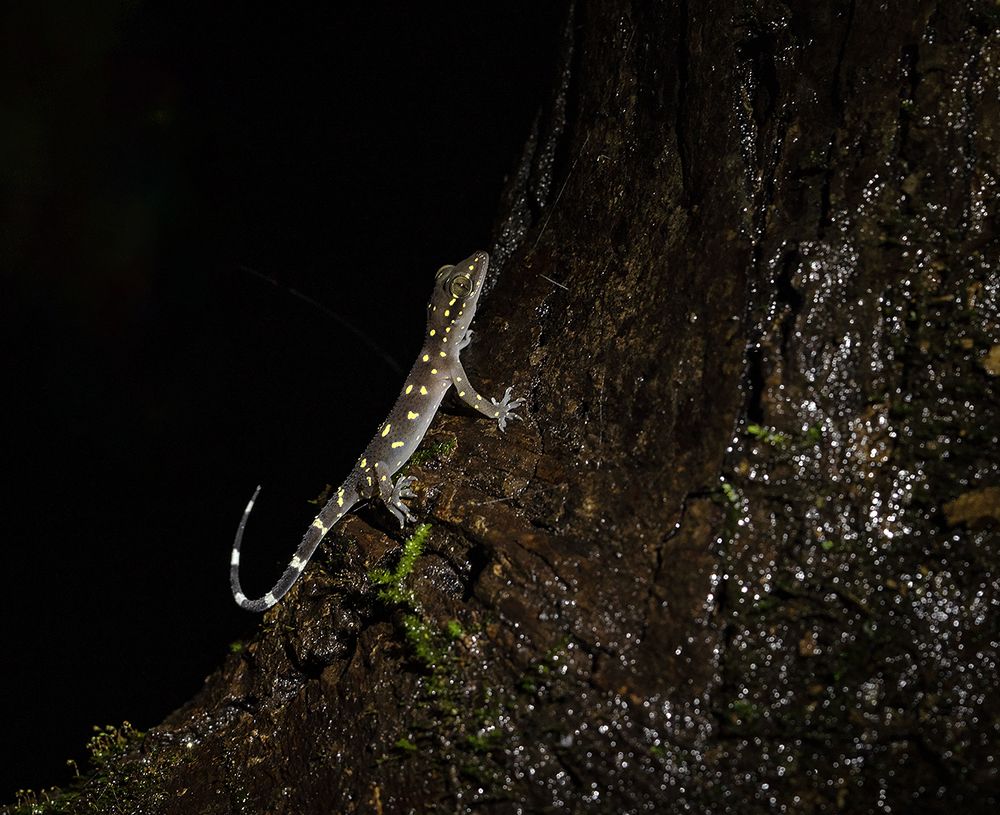 Фотография автора Hirak Mitra