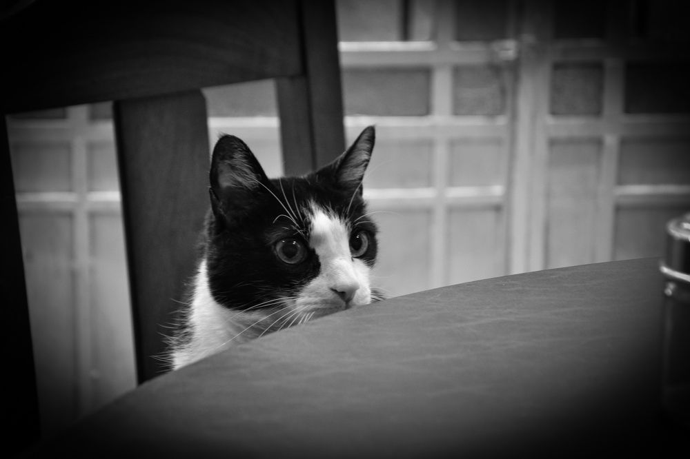 Фотография автора Ileana Andrea Gavinoser