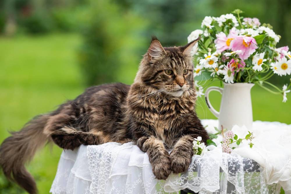 Коты и ромашки