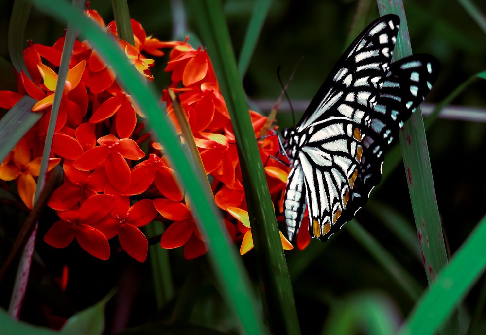 "Whispers of Nature: Butterflies and Blooms"